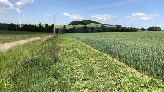 Ein Blühstreifen befindet sich neben einem Acker. © NDR Foto: Wilhelm Purk