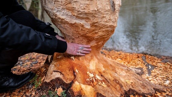 Ein von einem Biber angenagter Baum steht am Ufer des Flusses Leine in Hannover. © dpa Foto: Peter Steffen