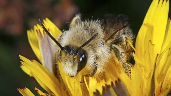 Eine Biene sitzt auf einer Blume. © picture alliance / blickwinkel/H. Bellmann/F. Hecke Foto: H. Bellmann/F. Hecke