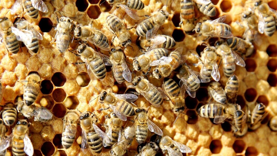 Gutes Jahr für Imker in MV: Honigerträge erfreuen Bienenhalter