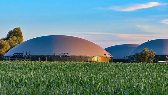 Hinter Maispflanzen auf einem Feld sind die Gärbehälter einer Biogasanlage zu sehen. © picture alliance/dpa/Patrick Pleul Foto: Patrick Pleul