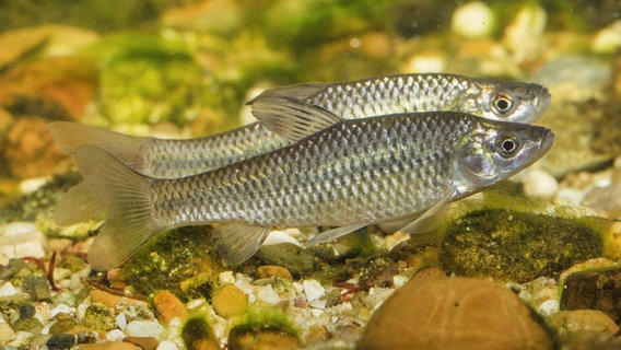 zwei nebeneinander schwimmende Blaubandbärblinge © picture alliance / blickwinkel/A. Hartl | A. Hartl Foto: A. Hartl