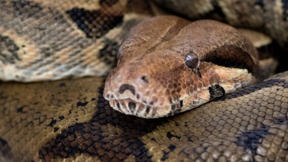 EIne Boa Constrictor © picture alliance/dpa | Sven Hoppe Foto: Sven Hoppe