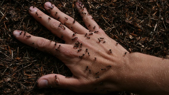 Eine Hand auf der Ameisen krabbeln. © NDR Foto: Carmen Woisczyk