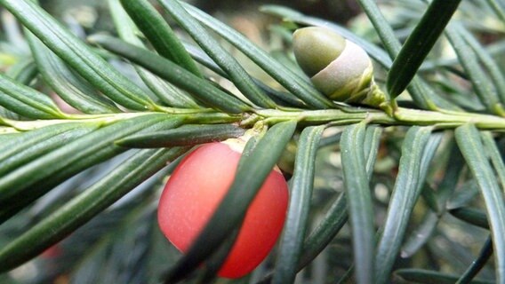 Die Früchte einer Europäischen Eibe (lat. Taxus baccata). © NDR Foto: Franziska Mahn