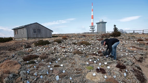 Nationalparkmitarbeiter Holger Bührig bereitet die Brockengartensaison vor. Er steht mit einem Eimer auf einem Feld, wo Pflanzen mit kleinen Schildern stehen. © picture alliance/dpa Foto: Matthias Bein