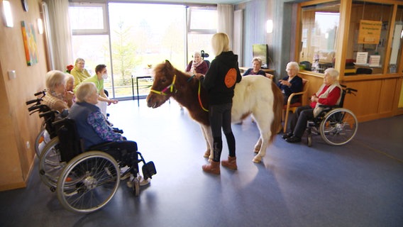 Ein Pony in einem Seniorenheim. Ein Pony in einem Seniorenheim. © NDR