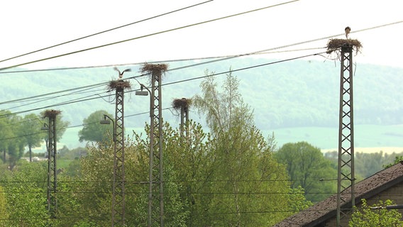 Mehrere Storchennester auf Oberleitungsmasten im Bahnhof Einbeck © NDR 