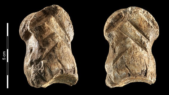 Ein Riesenhirsch-Knochen mit Verzierungen in zwei Ansichten. © Niedersächsisches Landesamt für Denkmalpflege Foto: Volker Minkus