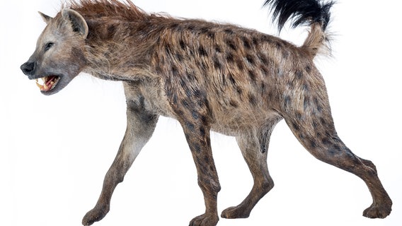 Lebendmodell einer Höhlenhyäne. © Staatliches Naturhistorisches Museum Braunschweig Foto: Tobias Schwerdt