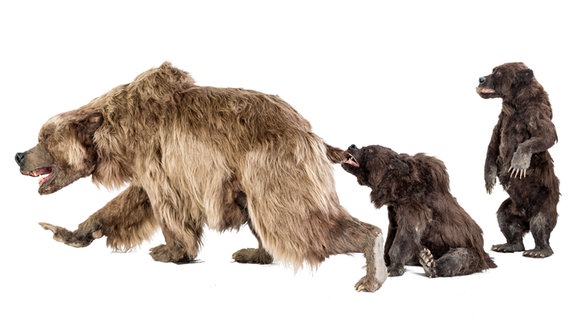 Höhlenbär mit Jungtieren. © Staatliches Naturhistorisches Museum Braunschweig Foto: Tobias Schwerdt