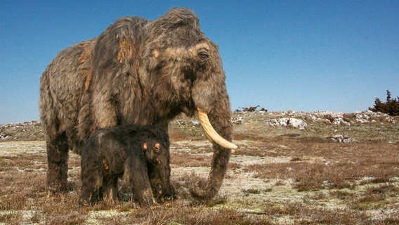 Wollhaarmammut mit Jungtier. © Staatliches Naturhistorisches Museum Braunschweig Foto: Katharina Kreger-Schwerdt