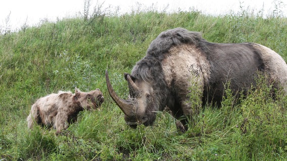 Wollhaarnashorn mit Jungtier. © Staatliches Naturhistorisches Museum Braunschweig Foto: Tobias Schwerdt