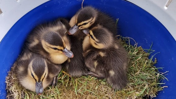 Vier Entenküken sitzen in einem Behälter auf Gras. © Polizeikommissariat Peine 