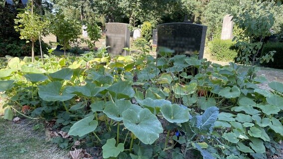 Gemüse wird auf einem Friedhof angebaut. © NDR Foto: Michael Brandt