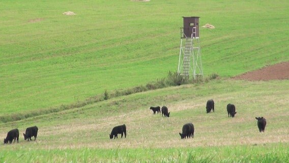 Entlaufene Galloway Rinder stehen auf einer Weide. © NDR Foto: Wieland Gabcke