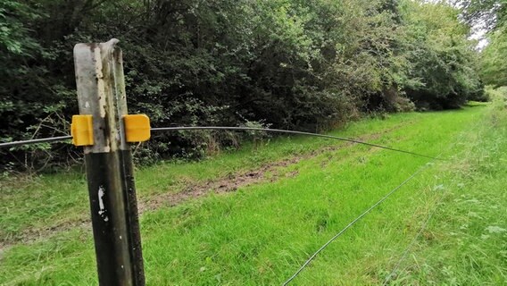 Der beschädigte Zaun einer Weide für Gallowayrinder. © NDR Foto: Wieland Gabcke