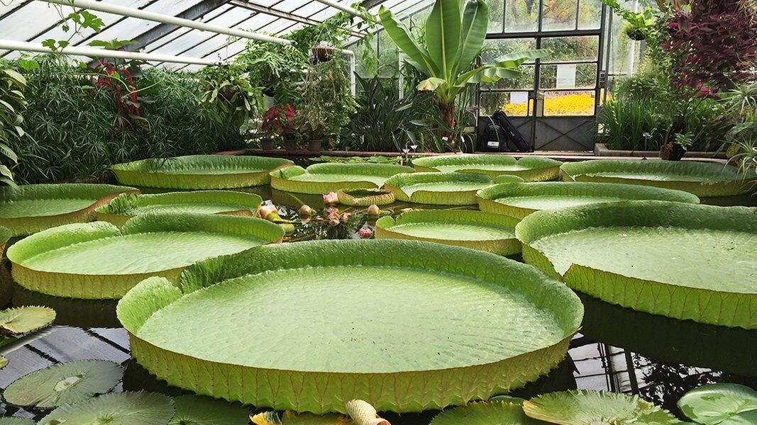 Pflanzenwelt Im Botanischen Garten Der Uni Braunschweig Ndr De
