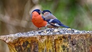 Gimpel Pärchen an einer Futterstelle bei milden Temperaturen. © NDR Foto: Hans-Wilhelm Schrader