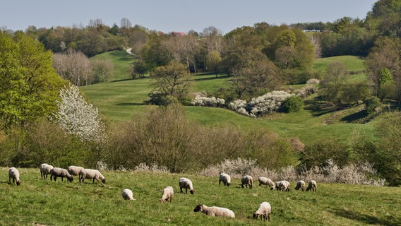 Schafe in der Gipskarstlandschaft bei Düna © https://creativecommons.org/licenses/by/4.0/deed.de Foto: Ralf König