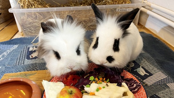 Die beiden gestohlenen Kaninchen sind zurück in ihrem Gehege. © Polizeiinspektion Göttingen 