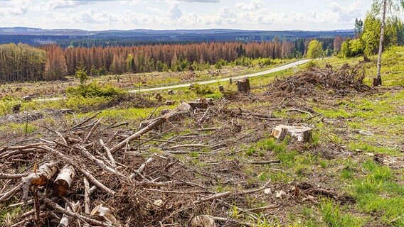 Ein Fichtenwald ist durch Dürre und Borkenkäfer zerstört. © picture alliance/Fotostand/Reiss Foto: Reiss