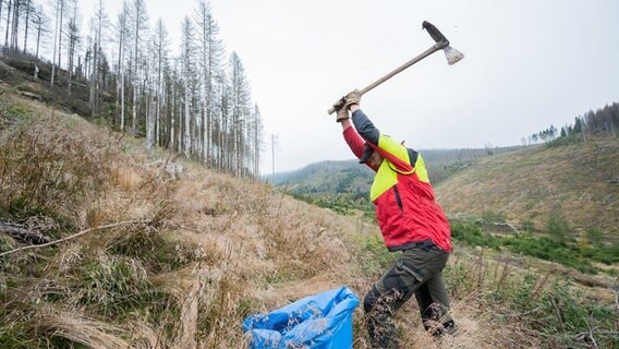 Forstwirtschaftsmeister Alexander Frese von den Niedersächsischen Landesforsten pflanzt Buchen im Harz. © dpa-Bildfunk Foto: Julian Stratenschulte