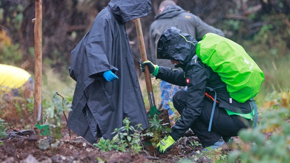 Zwei Personen pflanzen einen Baum im Harz © picture alliance/dpa Foto: Matthias Bein