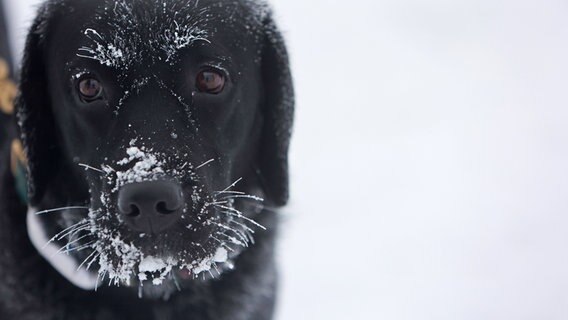 Raureif bildet sich an Fell und Barthaar eines schwarzen Hundes auf dem Brocken. © dpa-Bildfunk Foto: Matthias Bein/dpa