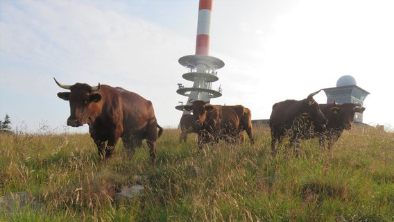 Auf einer Wiese auf dem Brocken stehen Rinder des Typs Harzer Rotes Höhenvieh. © dpa Bildfunk 
