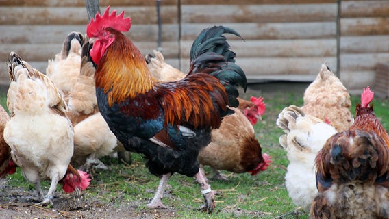 Maran Hühner stehen auf einer Wiese. © NDR Foto: Eva Werler
