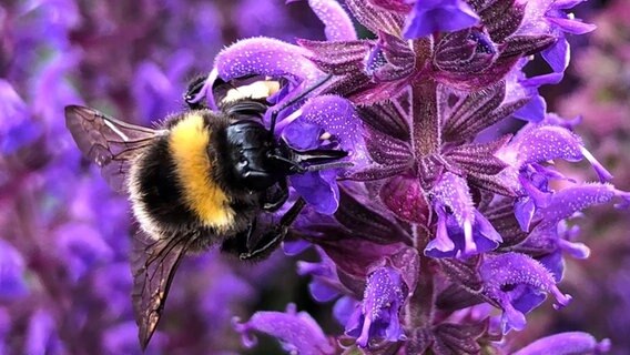 Eine Hummel sitzt auf einer Blume. © NDR Foto: Thomas Schwierzi