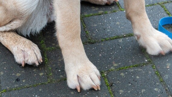 Ein Hund sitzt auf einem Bürgersteig (Themenbild: Hund). © picture alliance/dpa | Demy Becker Foto: Demy Becker
