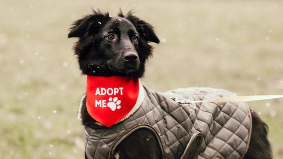 Ein Hund trägt ein rotes Halstuch mit der Aufshrift "Adopt me" © www.fotos-von-lisa.de Foto: www.fotos-von-lisa.de