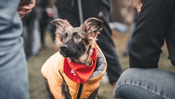 Ein Hund trägt ein rotes Halstuch mit der Aufshrift "Adopt me" © www.fotos-von-lisa.de Foto: www.fotos-von-lisa.de