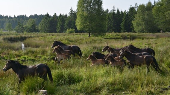 Wilde Pferde laufen über eine Wiese im Solling. © Naturparkverwaltung Solling 
