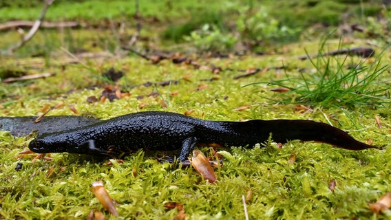 Nördlicher Kammmolch auf einem Untergrund aus Moos. Nördlicher Kammmolch auf einem Untergrund aus Moos. © Nationalpark Harz Foto: Martin Baumgartner