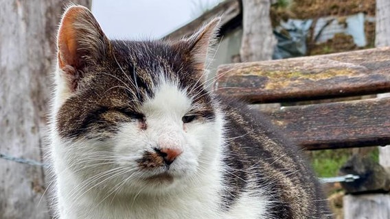 Der verstorbene Hauskater "Hugo" vom NABU Wildkatzen-Erlebniszentrum in Bad Harzburg © NABU Goslar 