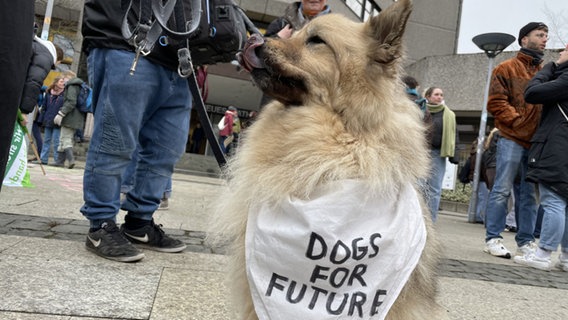 Bei einer Demo zum Klimastreik in Göttingen trägt ein Hund trägt einen Latz mit er Aufschrift "Dogs for Future" © NDR Foto: Jan Fragel