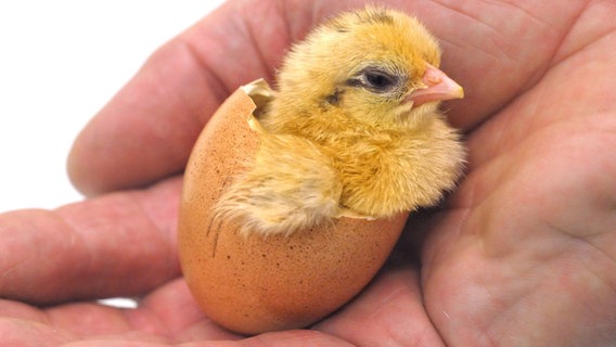 Ein frischgeschlüpftes Küken in einer Eierschale auf einer Handfläche. © dpa - Bildfunk Foto: Peter Steffen