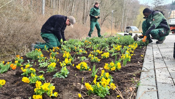 Gelbe Frühblüher werden gepflanzt. © NDR Foto: Theresa Möckel