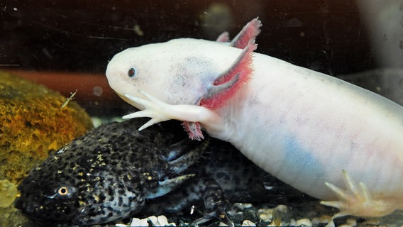 Zwei Axolotl am 23.02.2016 im Artenschutzzentrum in Leiferde (Niedersachsen) in einem Aquarium. Die Anzahl der 2015 versorgten Amphibien und Reptilien lag bei 179 Tieren aus 28 Arten. © dpa-Bildfunk Foto: Holger Hollemann
