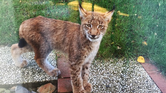 Ein junger Luchs in einem Garten in Goslar schaut durch ein Glastür. © Susanne und Ingo Samtlebe Foto: Susanne und Ingo Samtlebe