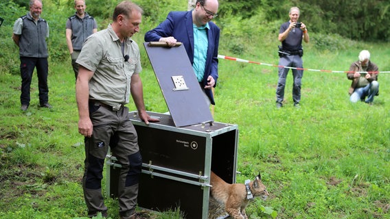 Christian Meyer (Bündnis 90/Die Grünen), Umweltminister von Niedersachsen, und Ole Anders (l), Koordinator des Luchsprojekts Harz, öffnen die Transportbox, aus der der Luchs in die Freiheit geht. © Stefan Rampfel/dpa Foto: Stefan Rampfel