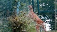 Ein Luchs in einem Gehege © TeleNewsNetwork 