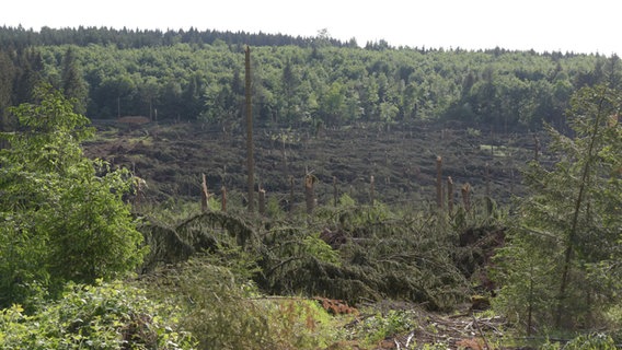 Bäume sind nach einem Unwetter umgeknickt. © LANDKREIS HOLZMINDEN 