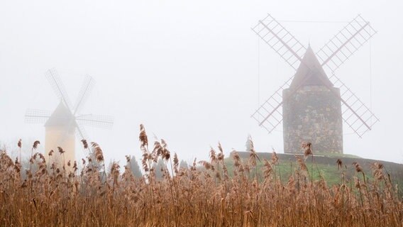 Zwei Mühlen des Internationalen Mühlenmuseums Gifhorn sind schwach durch Nebel erkennbar. © dpa - Bildfunk Foto: David Hutzler