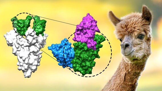 Eine Bildcollage zeigt ein Modell der Nanobodies neben einem Lama. © Max-Planck-Institut für biophysikalische Chemie/Thomas Güttler/Carmen Rotte Foto: Thomas Güttler/Carmen Rotte