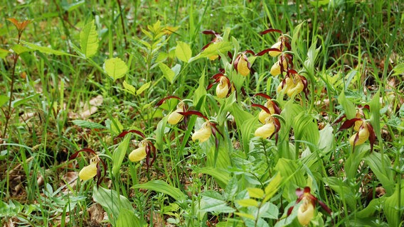 Orchideen wachsen auf einer Wiese. © dpa-Bildfunk Foto: Naturpark Solling-Vogler