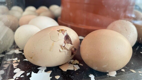 Mehrere Eier liegen in einem Brutkasten im Naturhistorischen Museum Branschweig. © NDR Foto: Lydia Callies